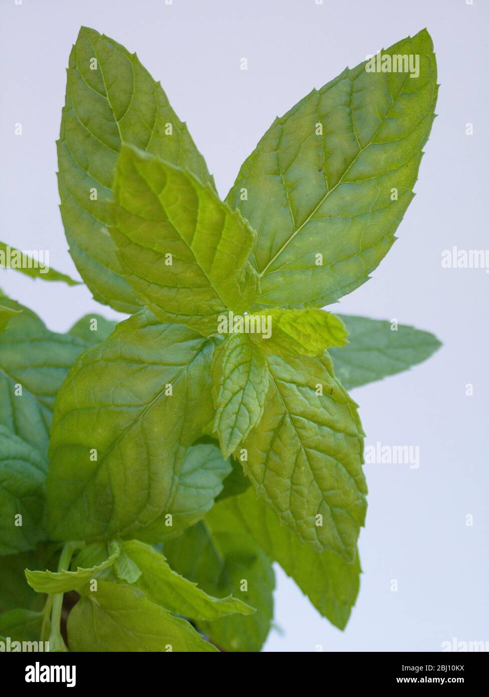 Fresh green mint leaves against white background - Stock Photo