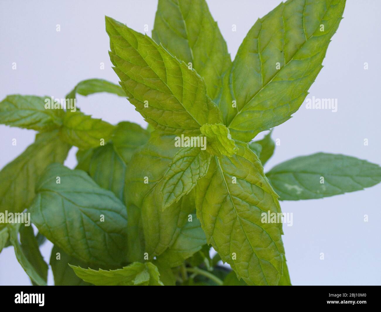 Fresh green mint leaves against white background - Stock Photo