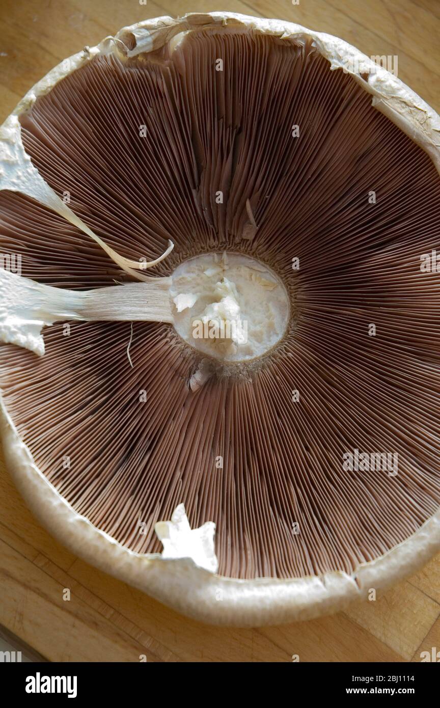 Wild field mushrooms including one giant - Stock Photo