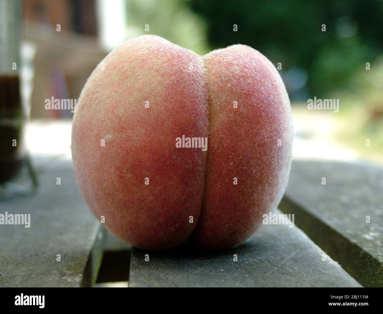Very downy white fleshed peach on garden table outdoors - Stock Photo