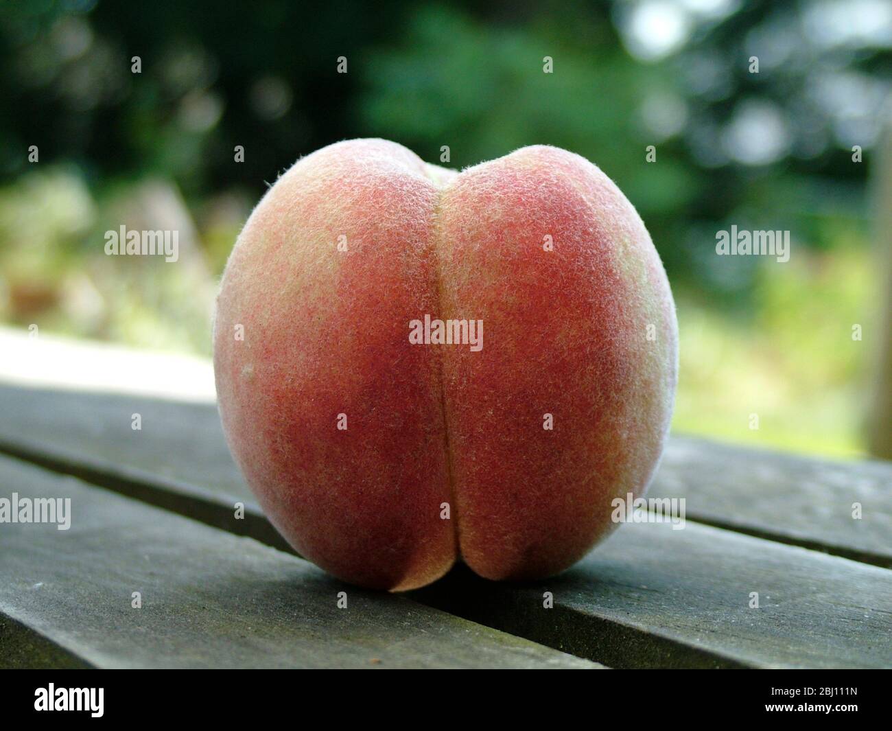 Very downy white fleshed peach on garden table outdoors - Stock Photo