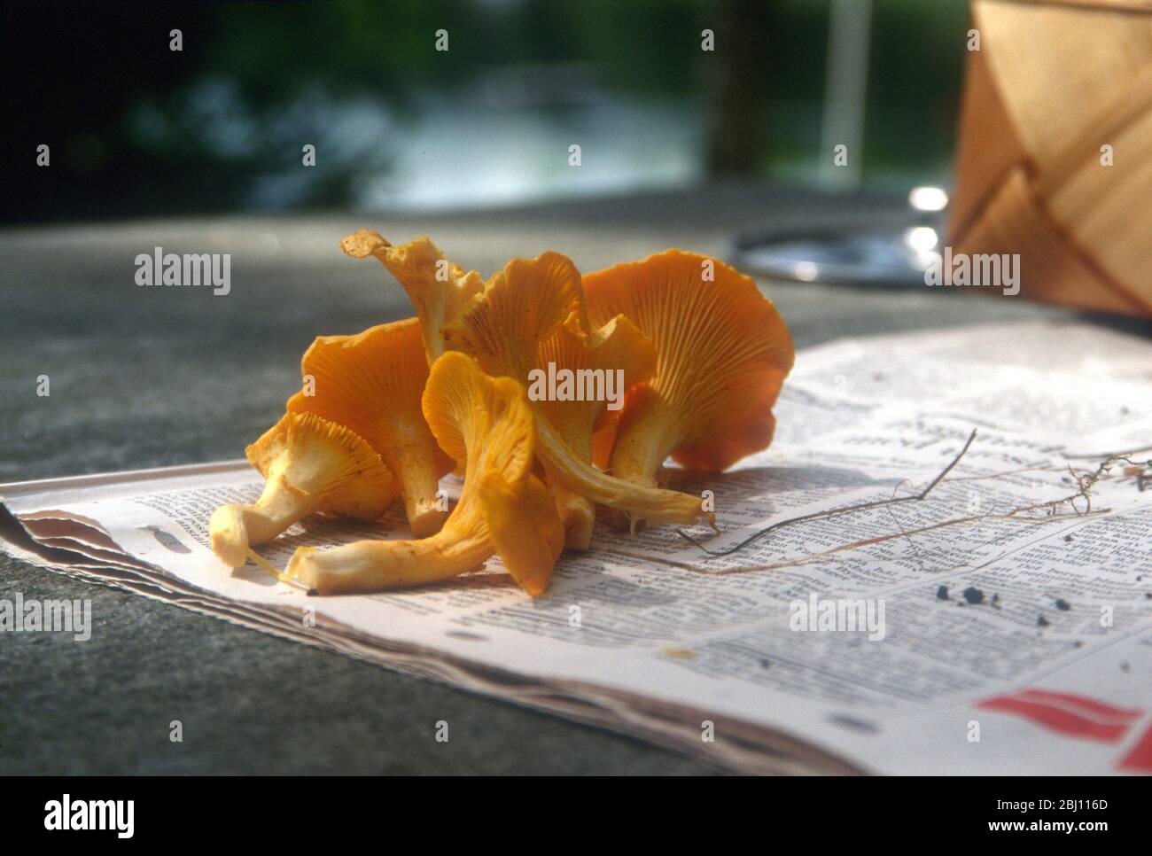 Wild chanterelle mushrooms on a newspaper freshly picked, ready to be cleaned. Out of doors in Sweden - Stock Photo