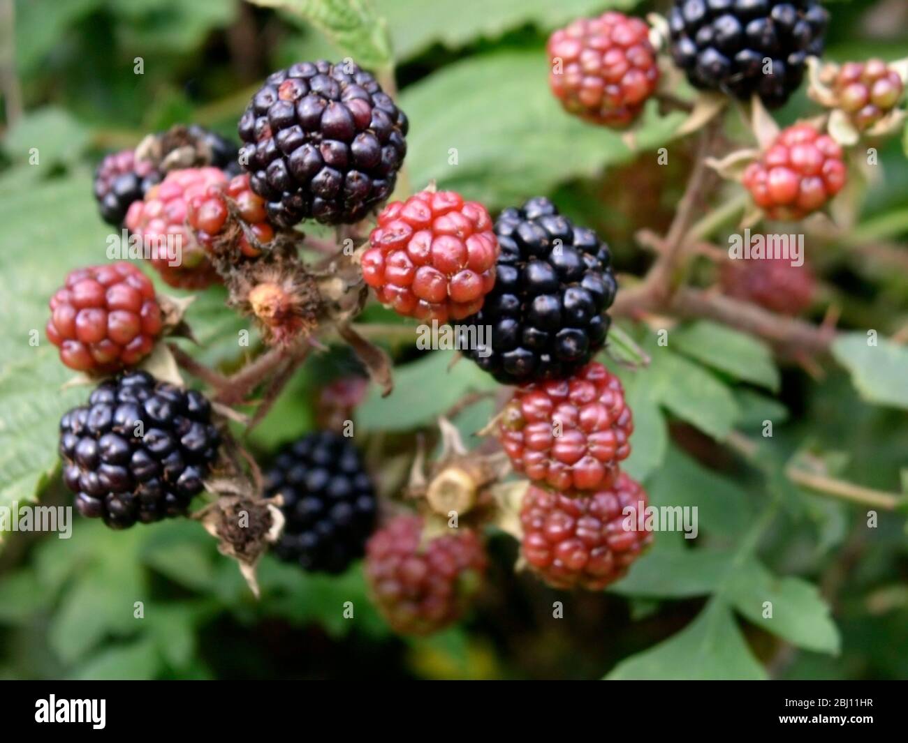 Blackberries ripening in Kentish hedgerow - Stock Photo