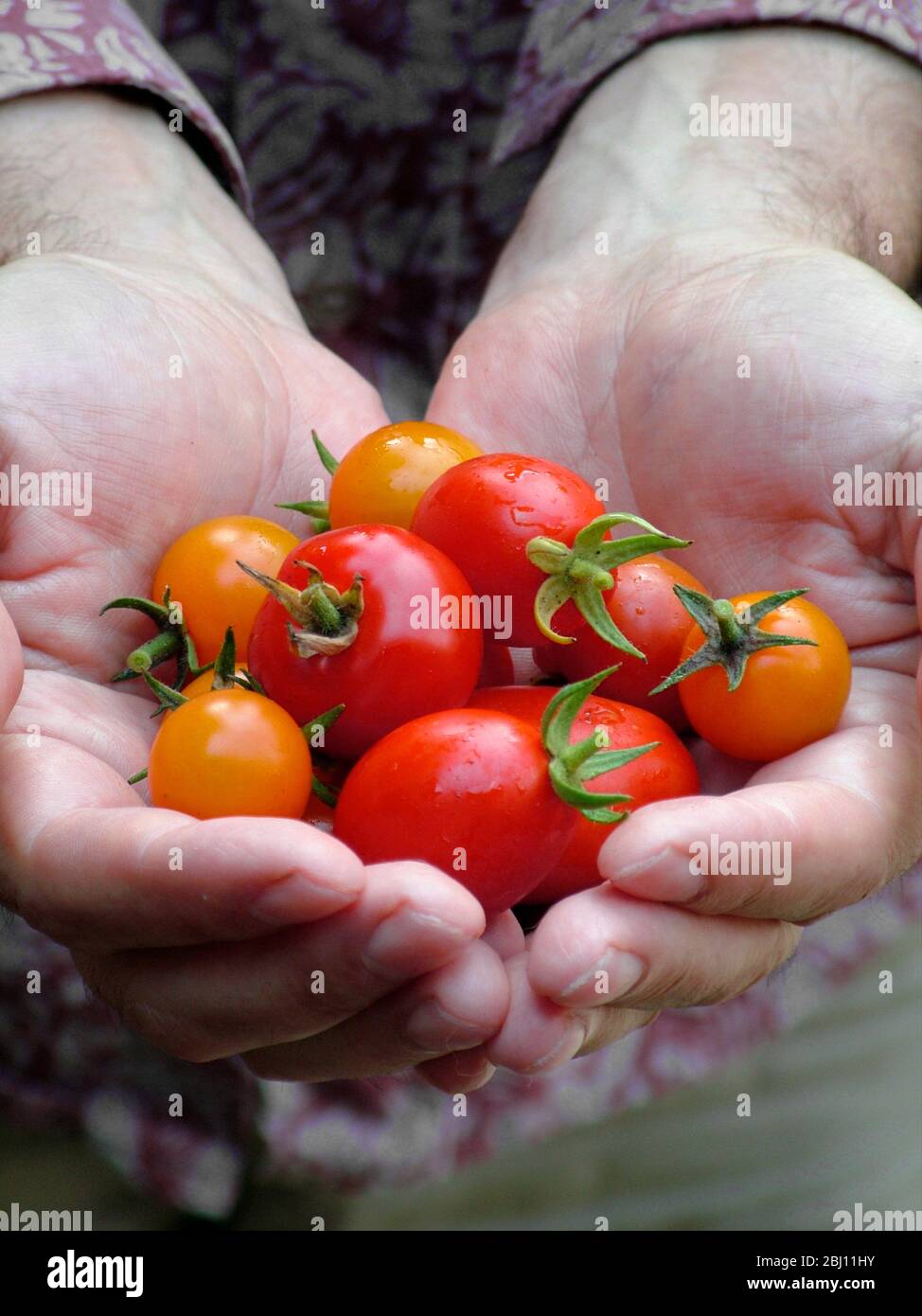 Home grown tomatoes, freshly picked held in man's hands - Stock Photo