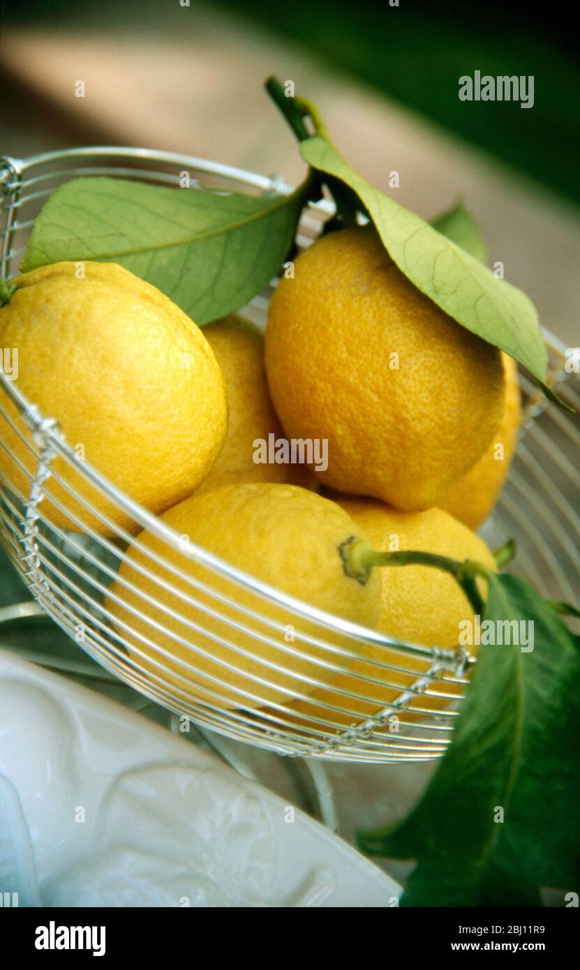 Large lemons fresh from the tree, complete with leaves in metal fruit basket outsinde in France - Stock Photo