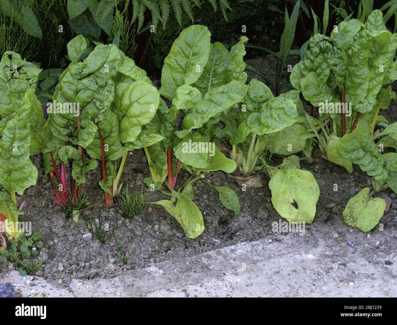Red stemmed Swiss chard growing in Kentish garden, England - Stock Photo