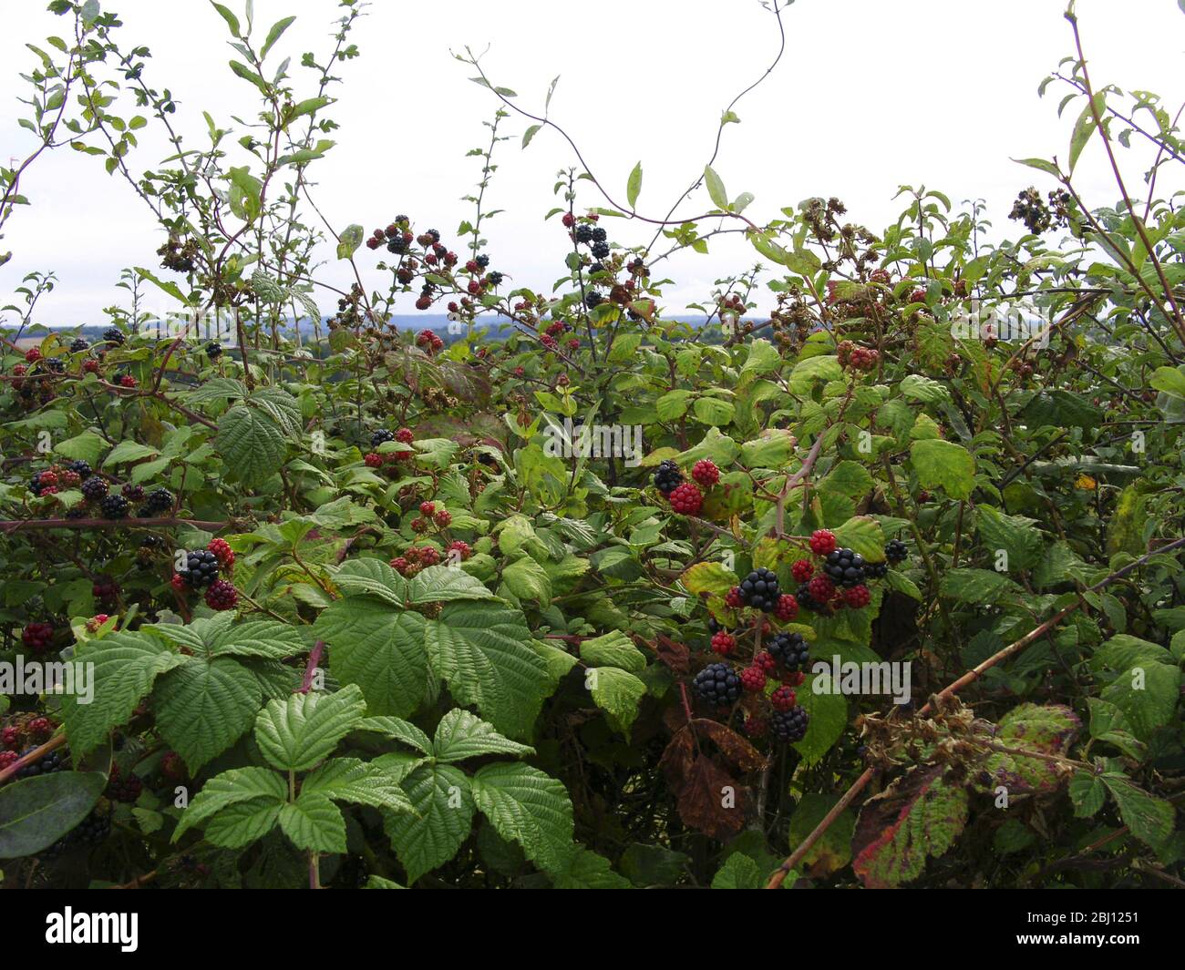 Detail of country hedge with blackberries and view across to Ashdown Forest, Sussex, England - Stock Photo