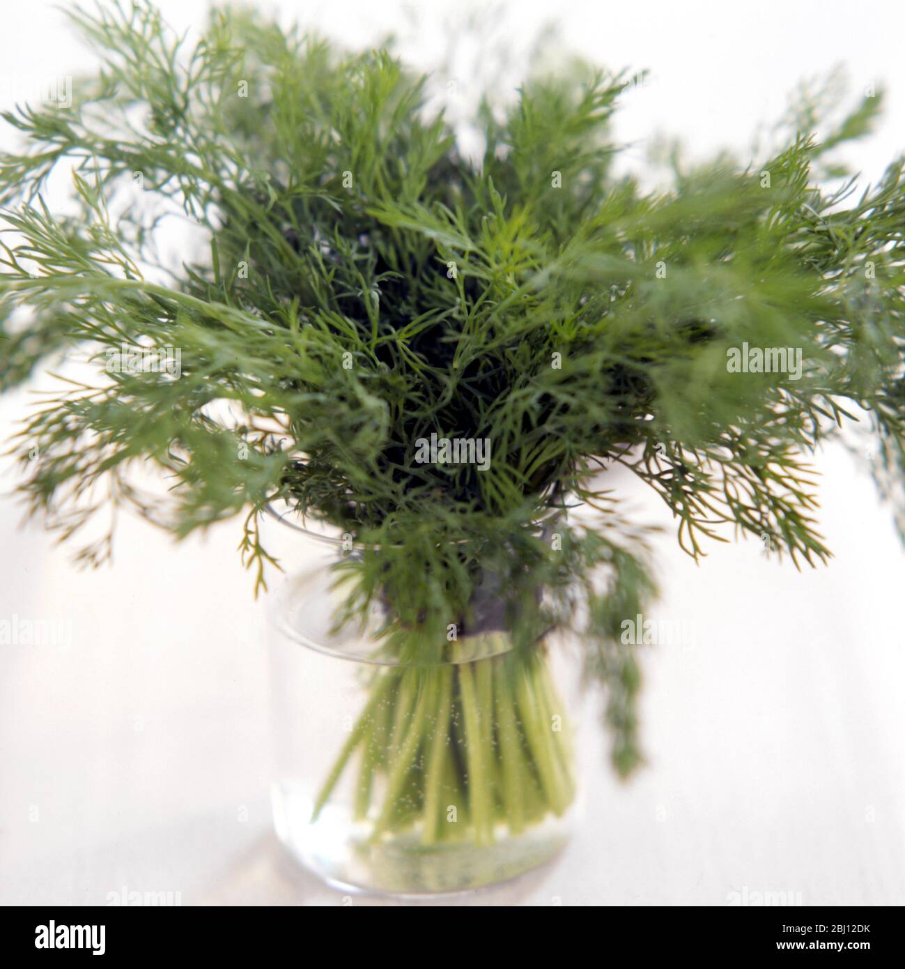 Bunch of fresh dill in glass - Stock Photo