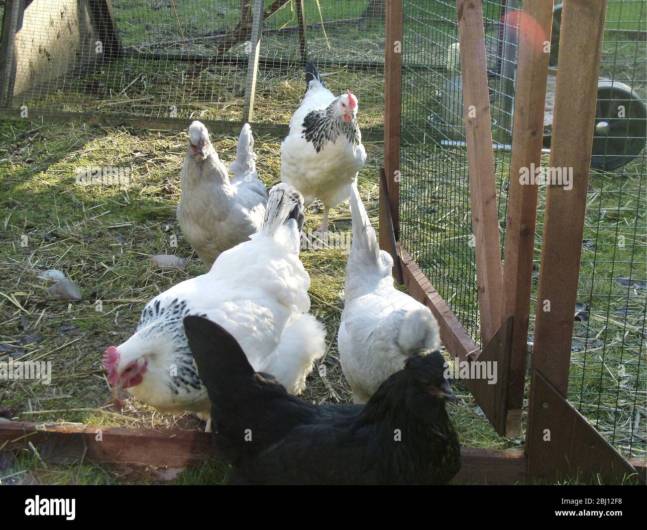 Chickens running free in garden - Stock Photo