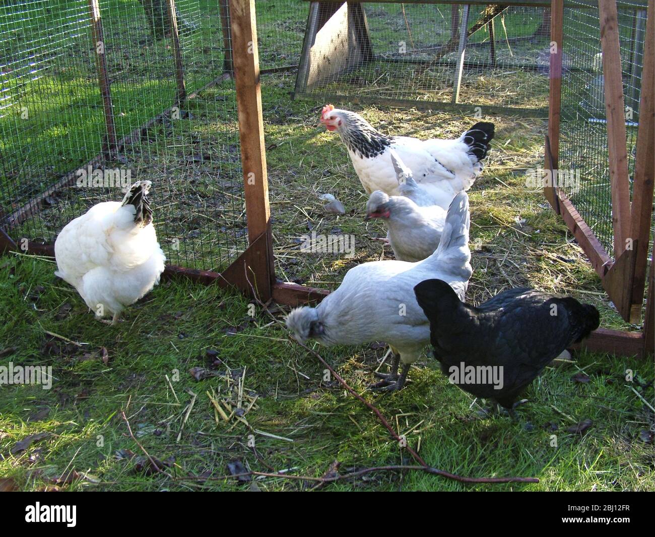 Chickens running free in garden - Stock Photo