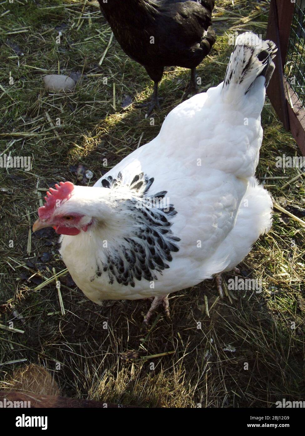 Free range chickens grass hires stock photography and images Alamy