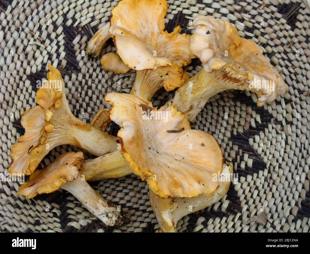 Chanterelle mushrooms gathered in Kent displayed in hand woven African basket - Stock Photo