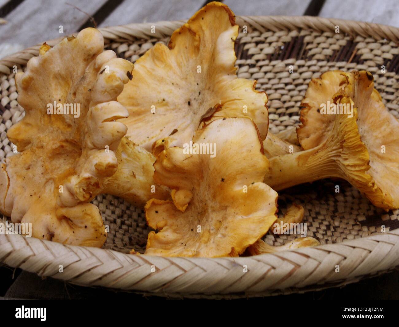 Chanterelle mushrooms gathered in Kent displayed in hand woven African basket - Stock Photo