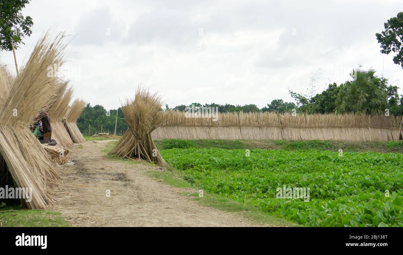 The jute plant's fibers lie beneath the bark and surround the woody