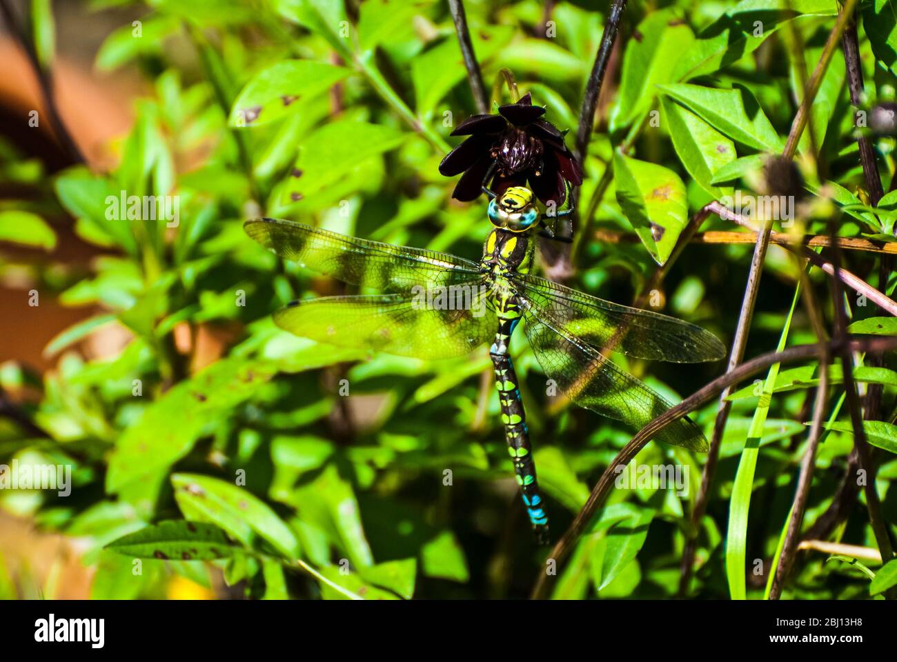 Dragonfly on the green leaf hi-res stock photography and images - Alamy