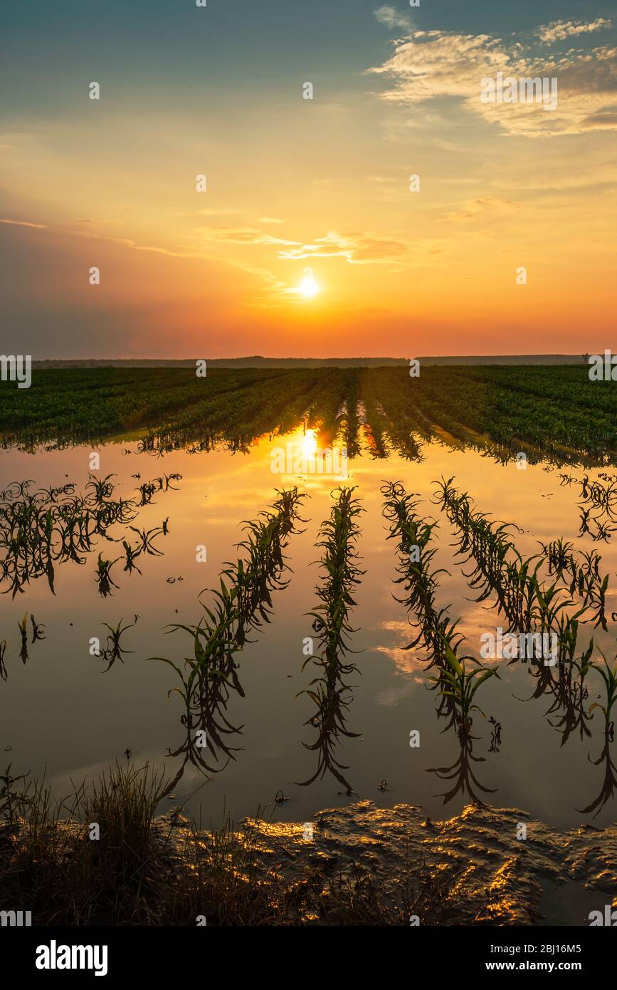 Flooded young corn field plantation with damaged crops in sunset after severe rainy season that will impact the yield of cultivated plant Stock Photo