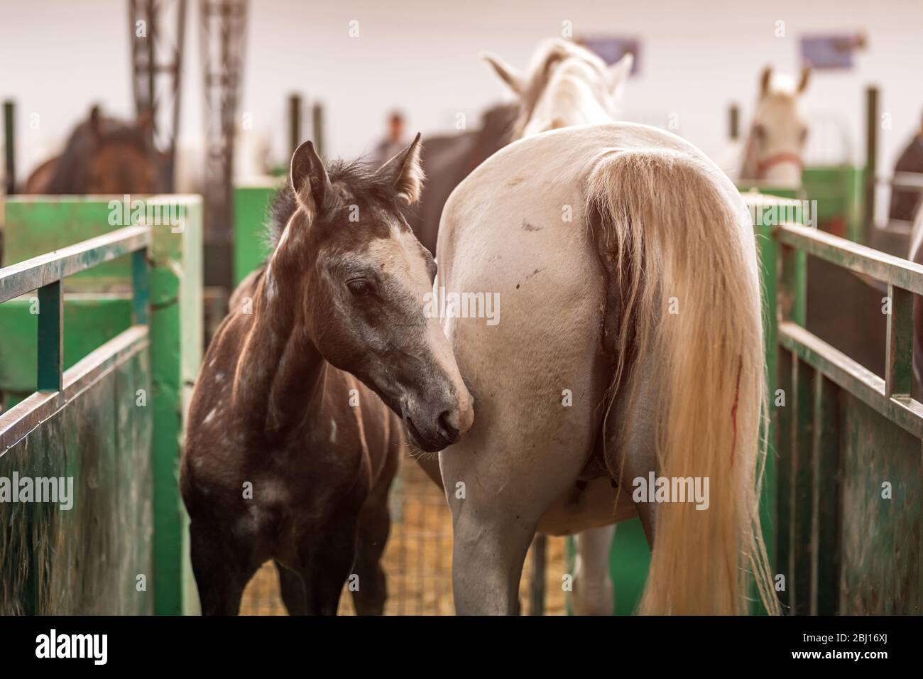 Horse foal and mare in paddock, cute animals on farm Stock Photo