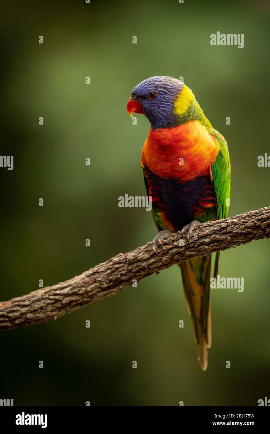 Australian backyard birds hires stock photography and images Alamy