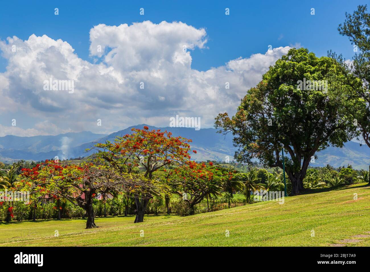 Landscape view of the countryside in Fiji, showing the red flowering Delonix regia, a species of flowering plant in the bean family Fabaceae. Stock Photo