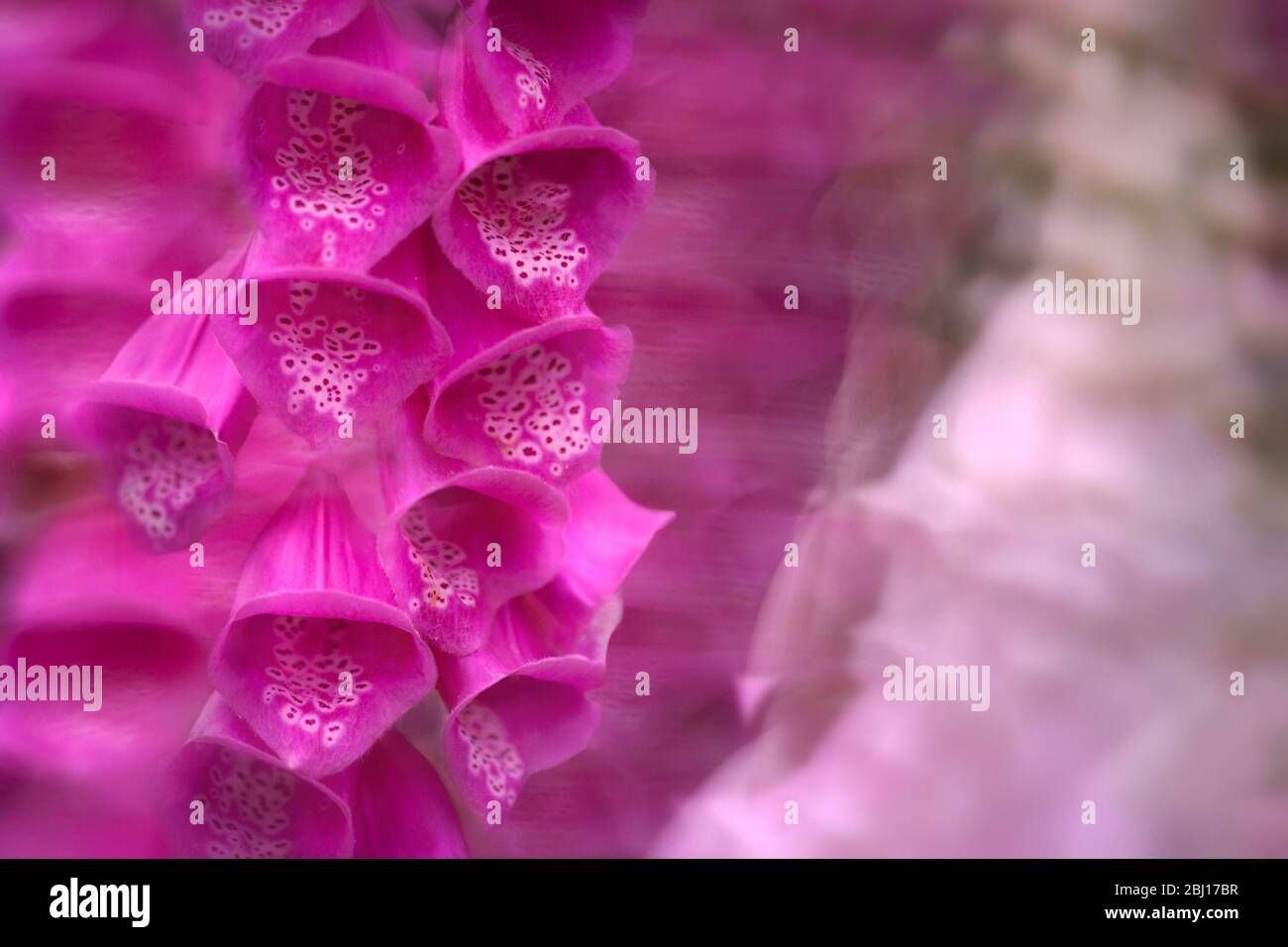 A close up image of a foxglove flower is in foreground focus against a background of movement blur where the flowers blow in the wind. Stock Photo