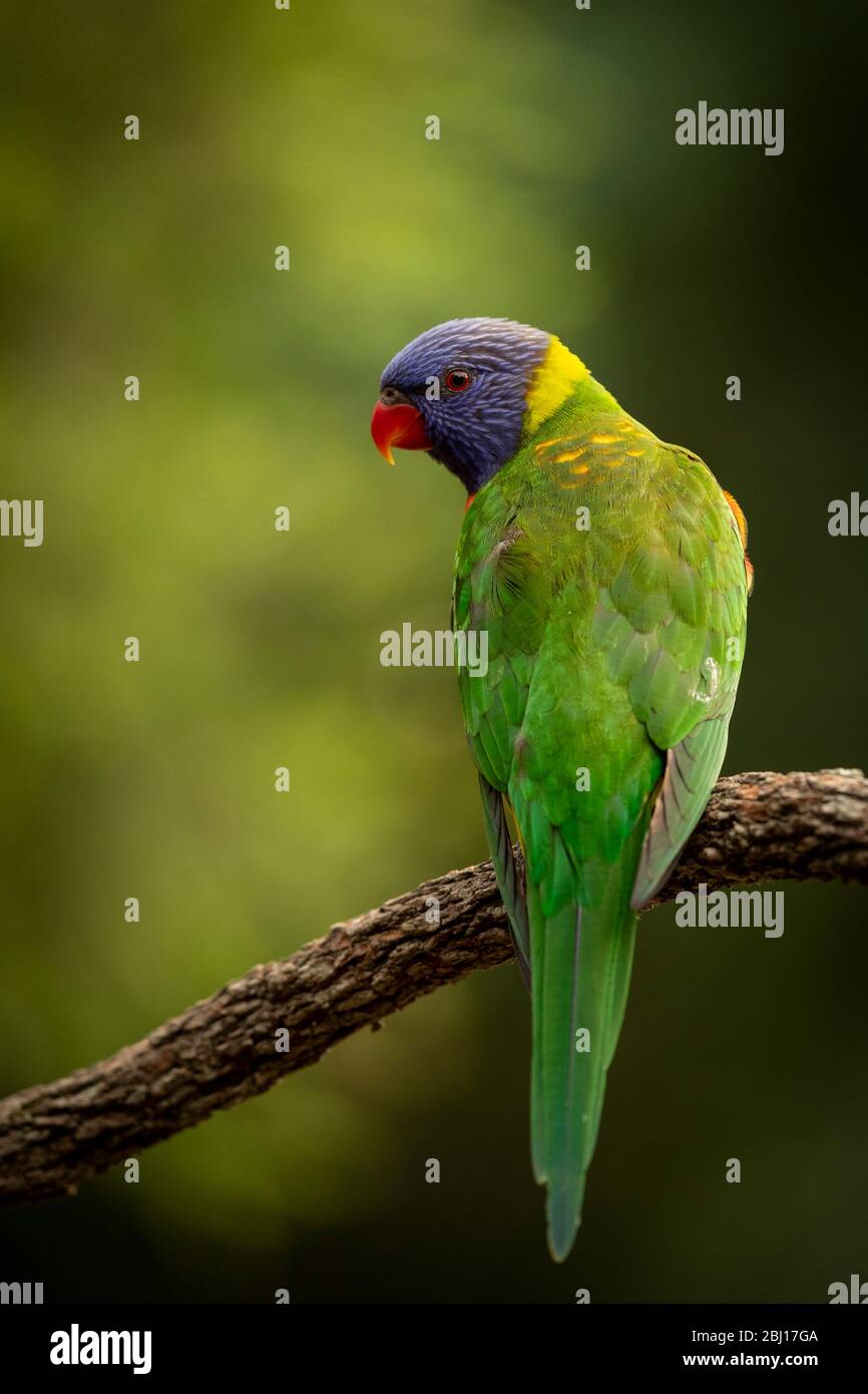 Australian backyard birds hires stock photography and images Alamy