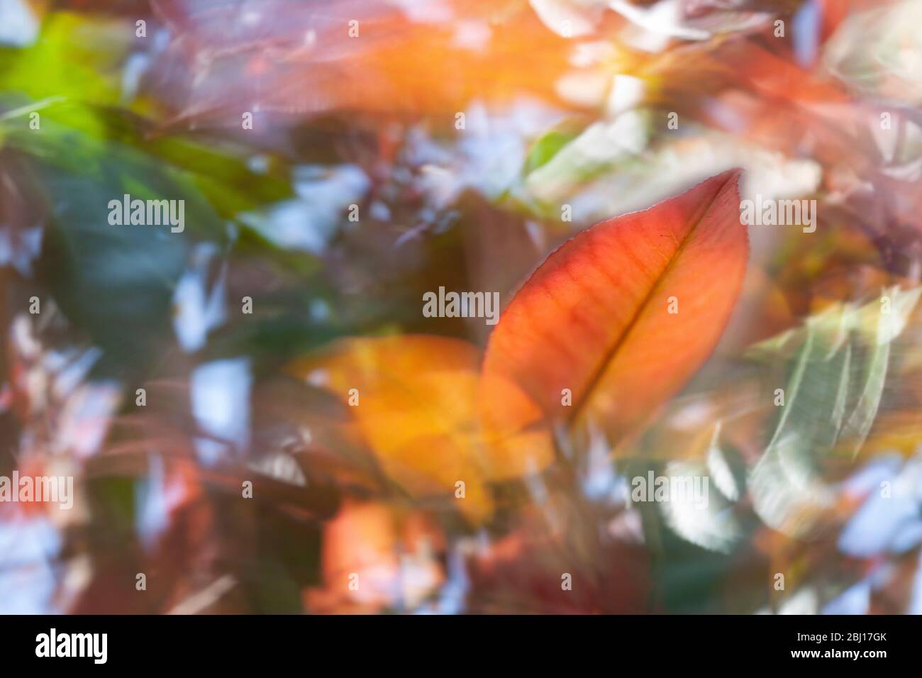 A Photinia Red Robin  (Photinia fraseri) with green, red, orange leaves moves in the wind with motion blur behind and a leaf in focus in the foregroun Stock Photo
