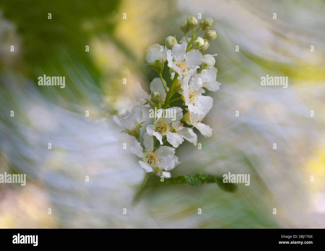 A Bird cherry's (Prunus padus) white blossom flowers moves in the wind with motion blur behind and the blossom in focus in the foreground. Stock Photo