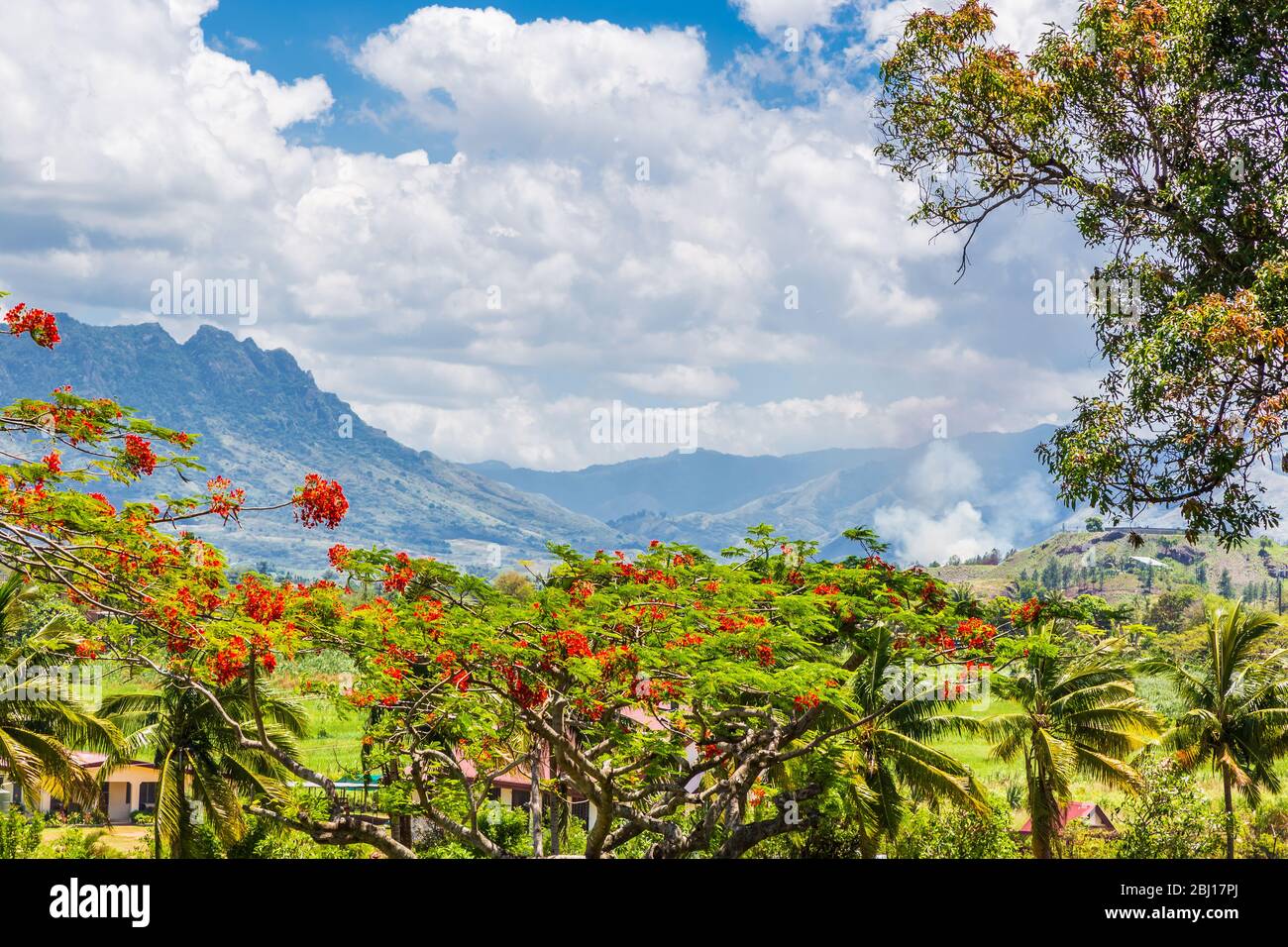 Landscape view of the Fijian countryside, showing Delonix regia, a species of flowering plant in the bean family Fabaceae, subfamily Caesalpinioideae; Stock Photo