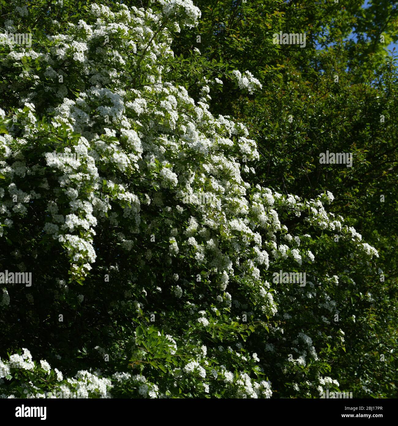 White Hawthorn Blossom Stock Photos White Hawthorn Blossom Stock