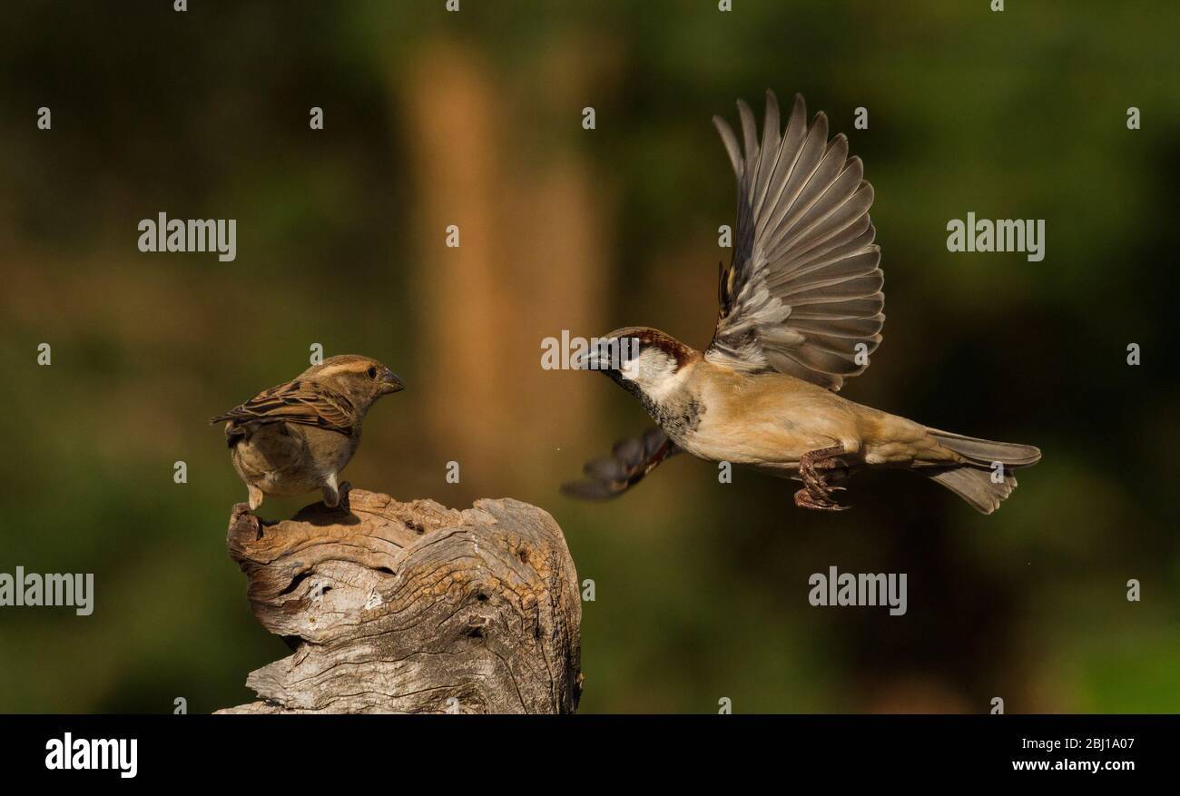 garden bird interaction Stock Photo