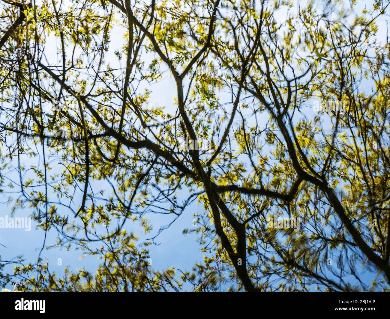 An abstract image of tree branches and twigs reflected in the still water of a lake. Stock Photo