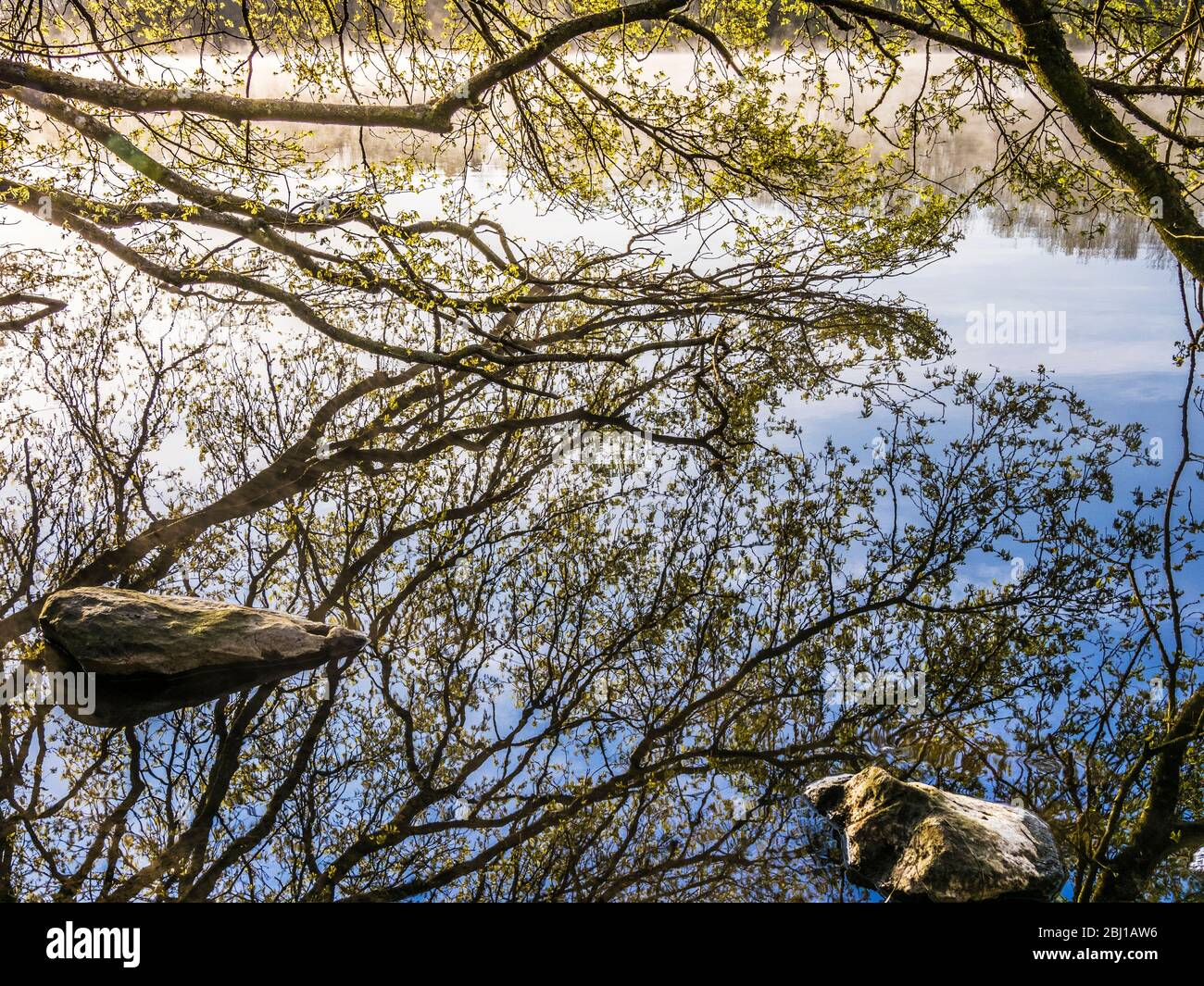 The branch of a tree and its reflection in the still water of a lake. Stock Photo