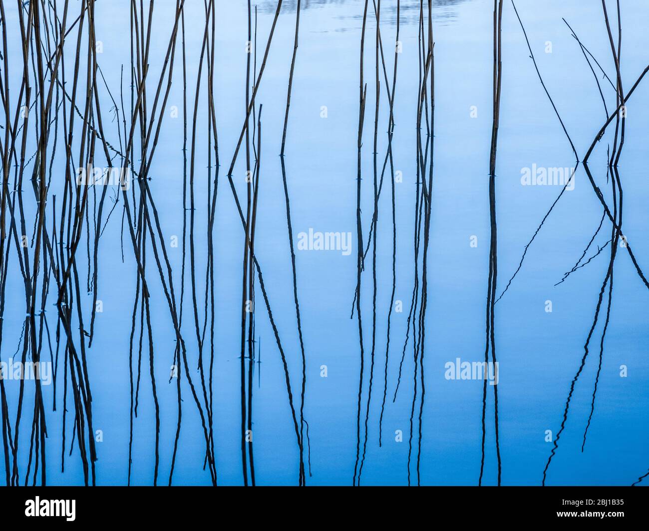 Reeds and their reflection in the still water of a lake. Stock Photo