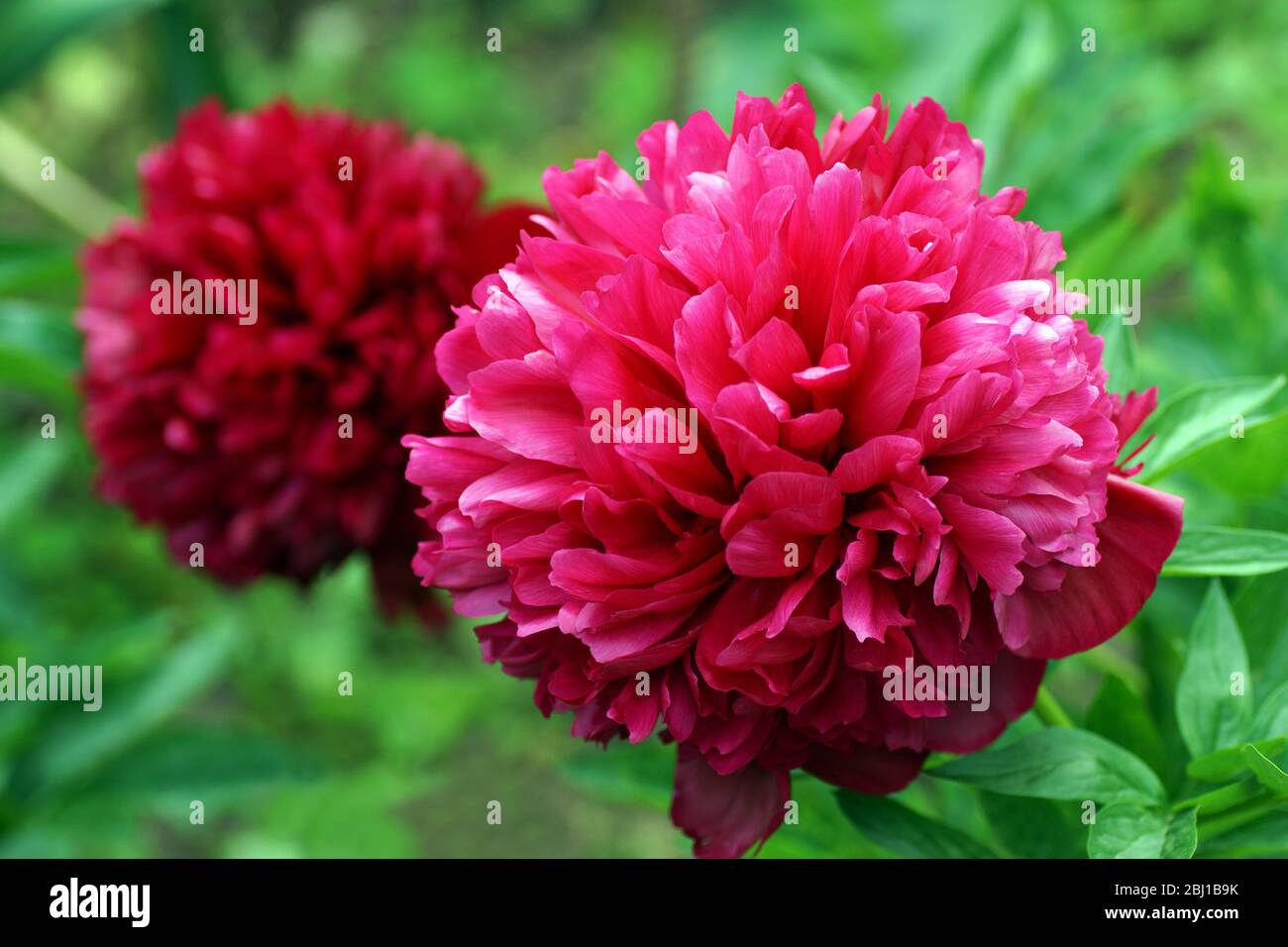 Paeonia Red Grace. Double red peony flower. Paeonia lactiflora (Chinese peony or common garden peony). Stock Photo