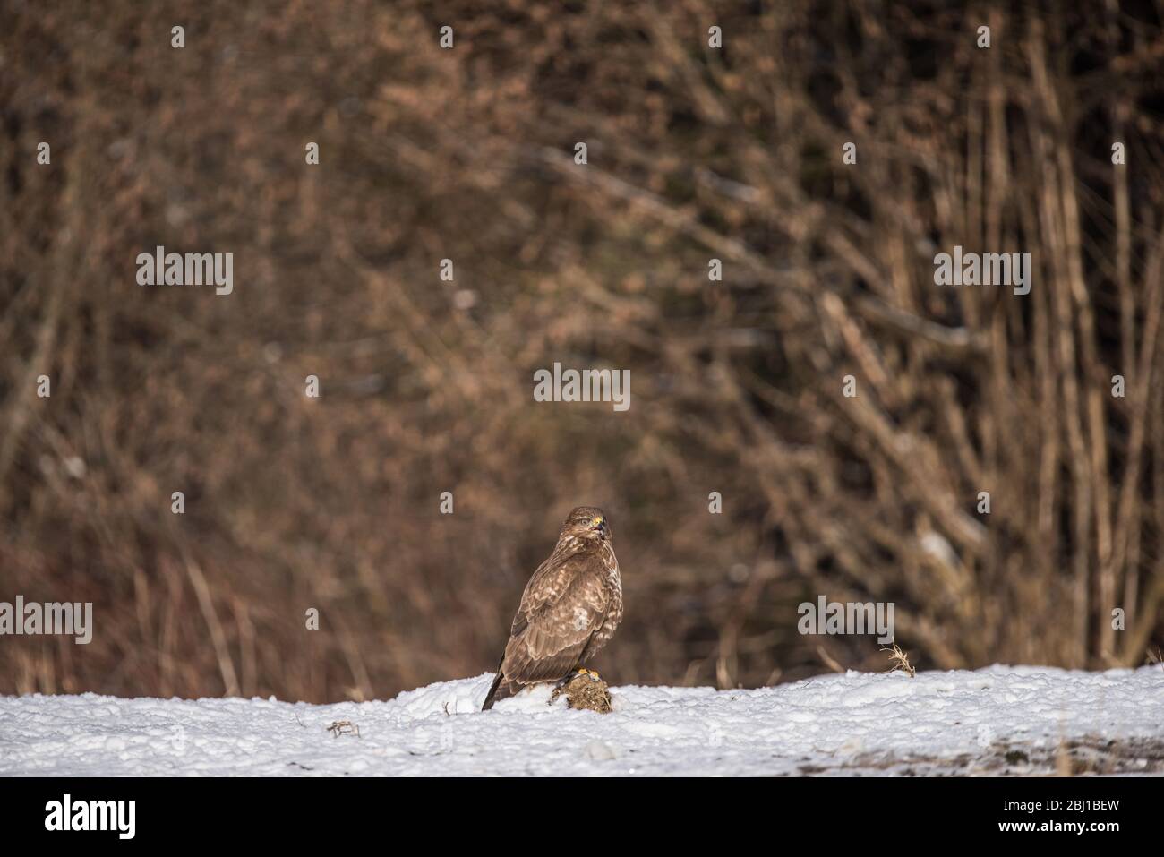 Wildlife of Poland Stock Photo Alamy