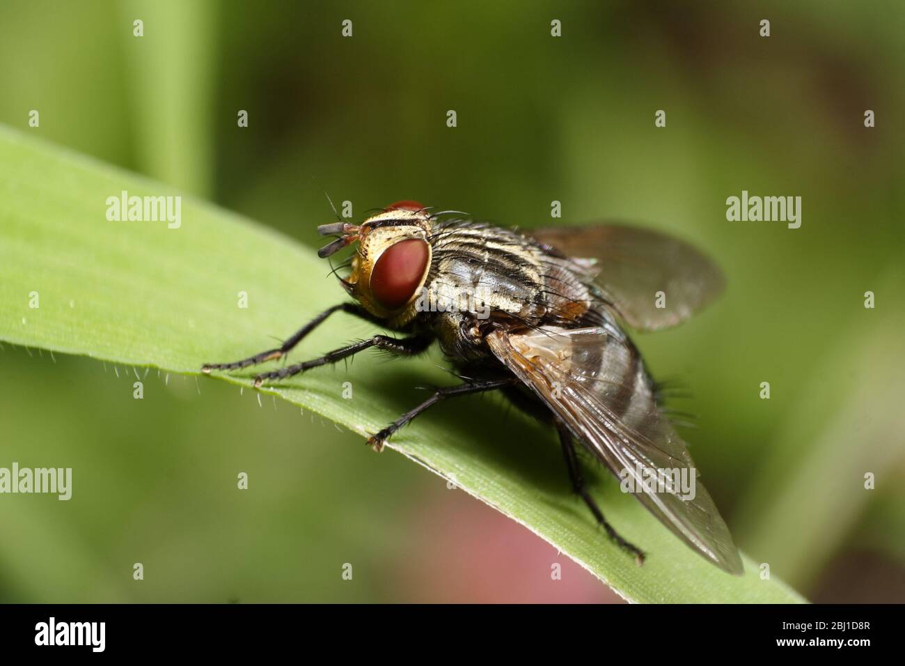 Common Blow Fly resting on a blade of grass, close up. Stock Photo