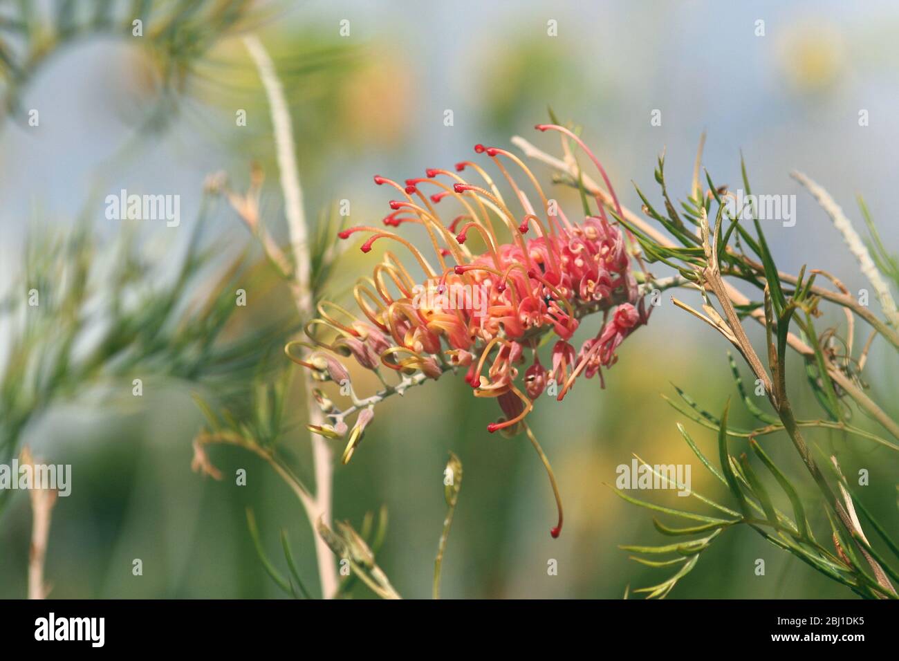 Red Grevillea Flower Head Stock Photo
