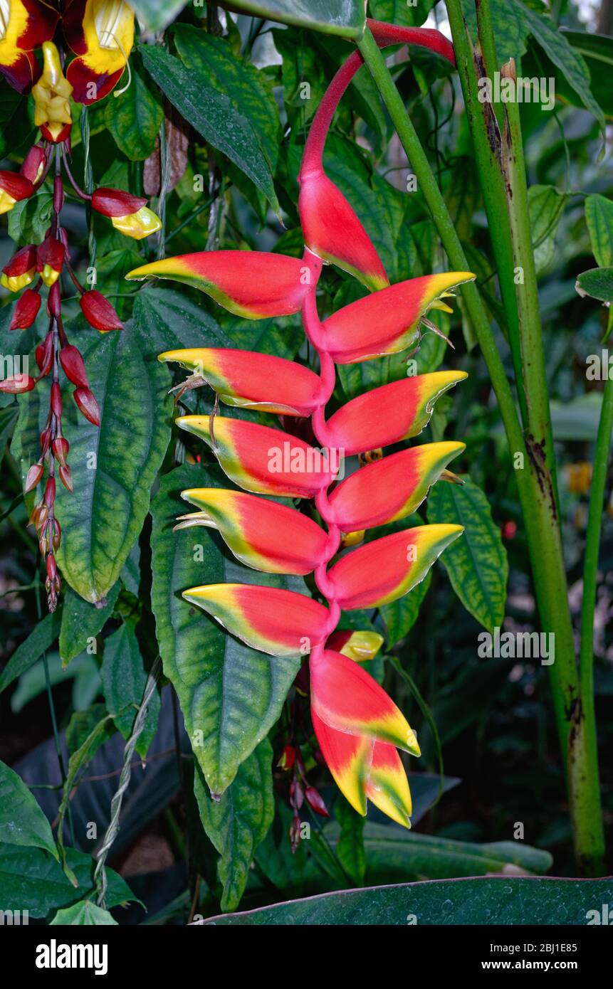 The colourful flowers of the Lobster Claw plant, Heliconia Rostrata Stock Photo