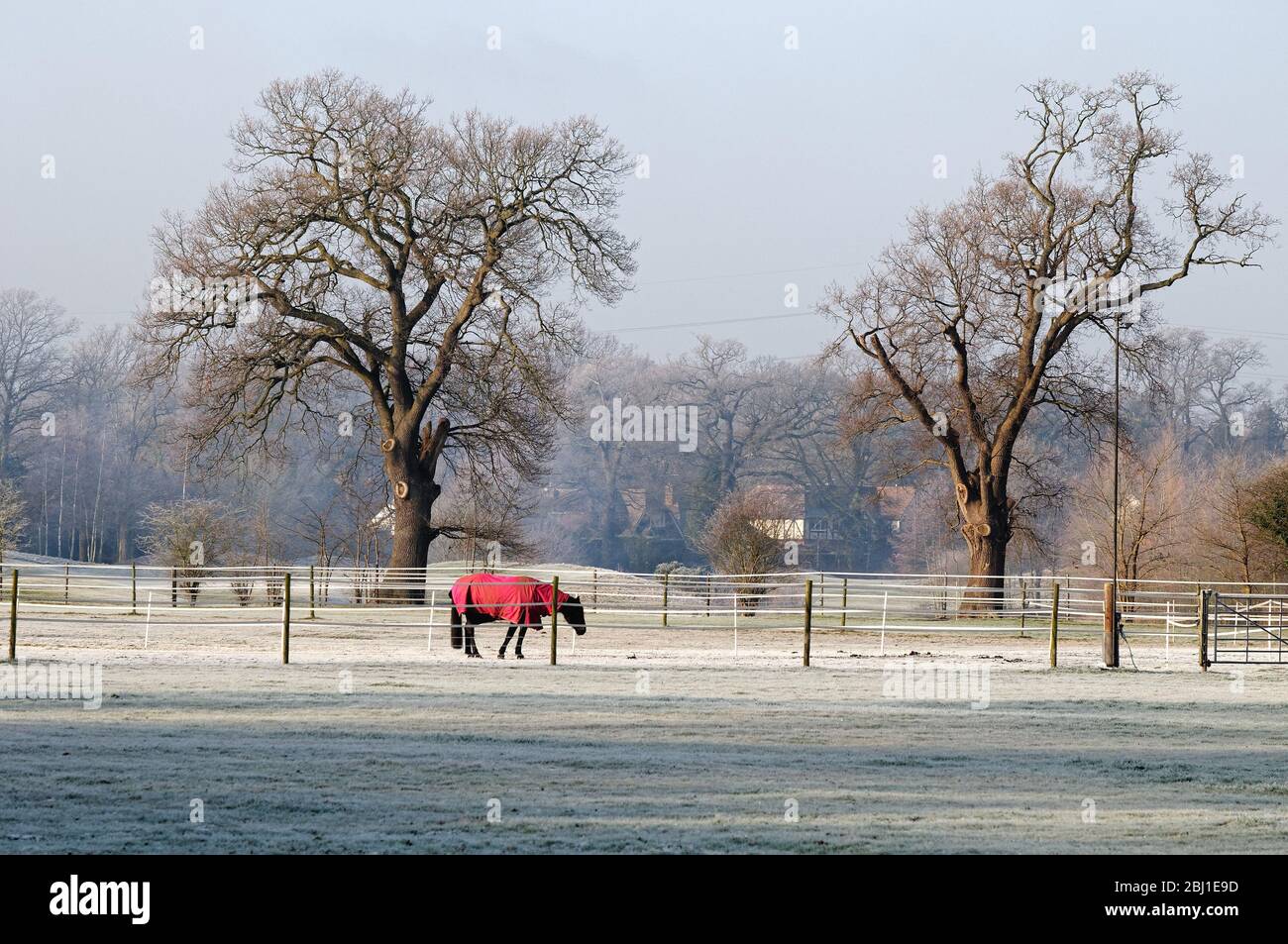 A horse wearing a red covering grazing in a frost covered field i,Pyrford Surrey England UK Stock Photo
