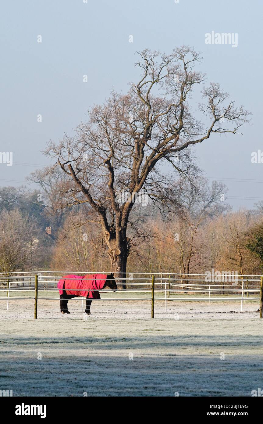 A horse wearing a red covering grazing in a frost covered field,  Pyrford Surrey England UK Stock Photo