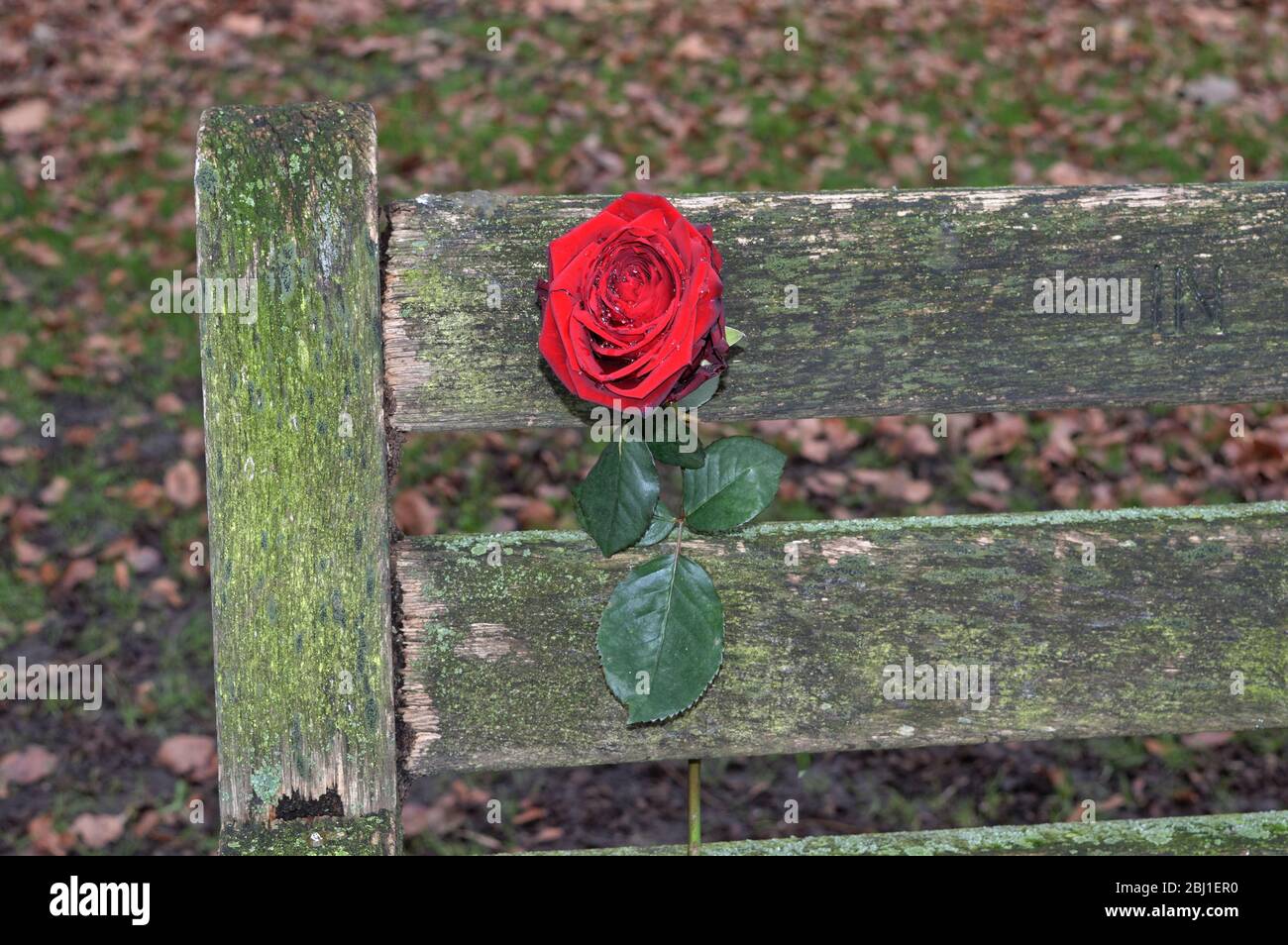 Download Single Rose Bench High Resolution Stock Photography And Images Alamy