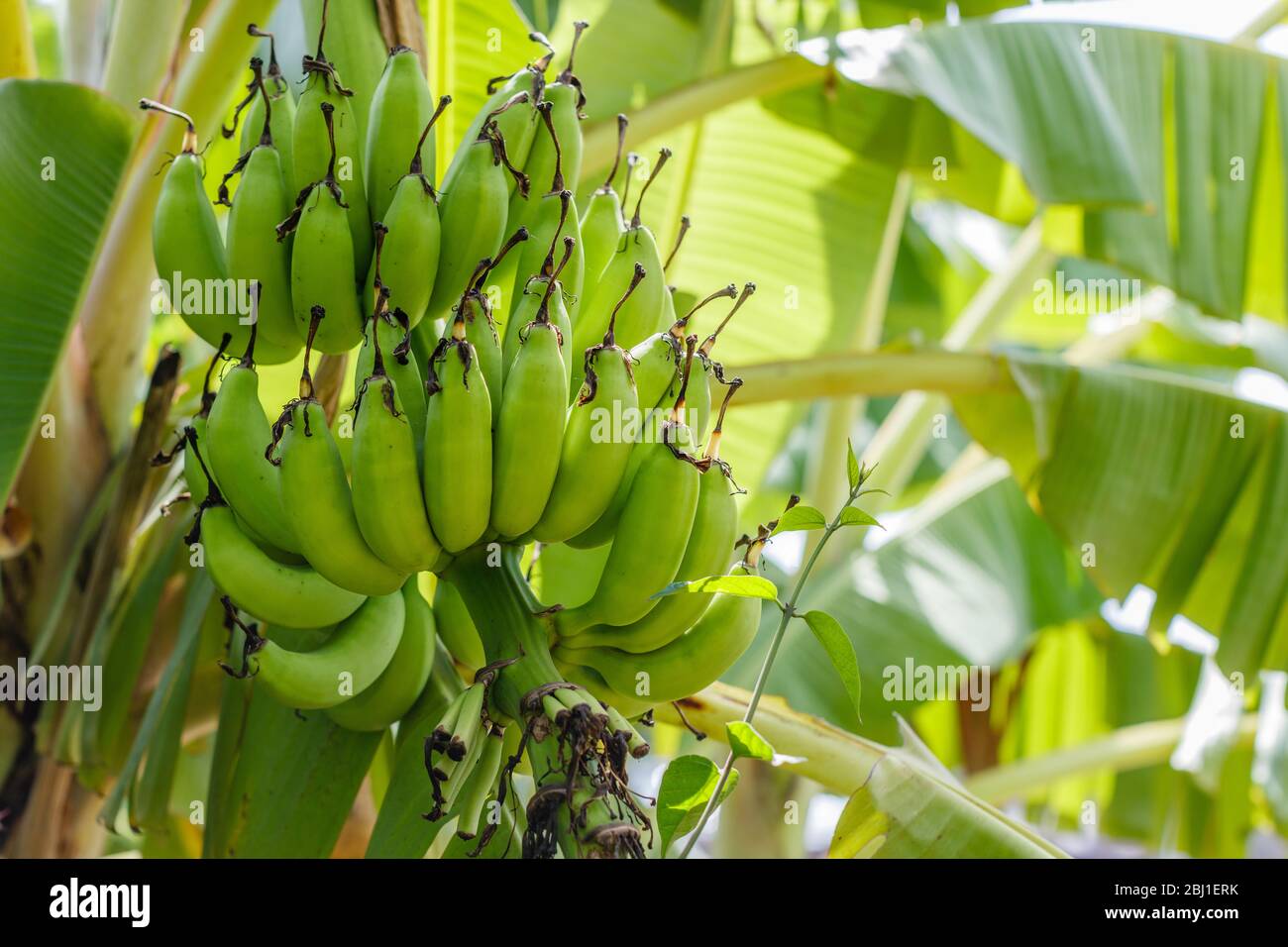 Plantain tree hires stock photography and images Alamy