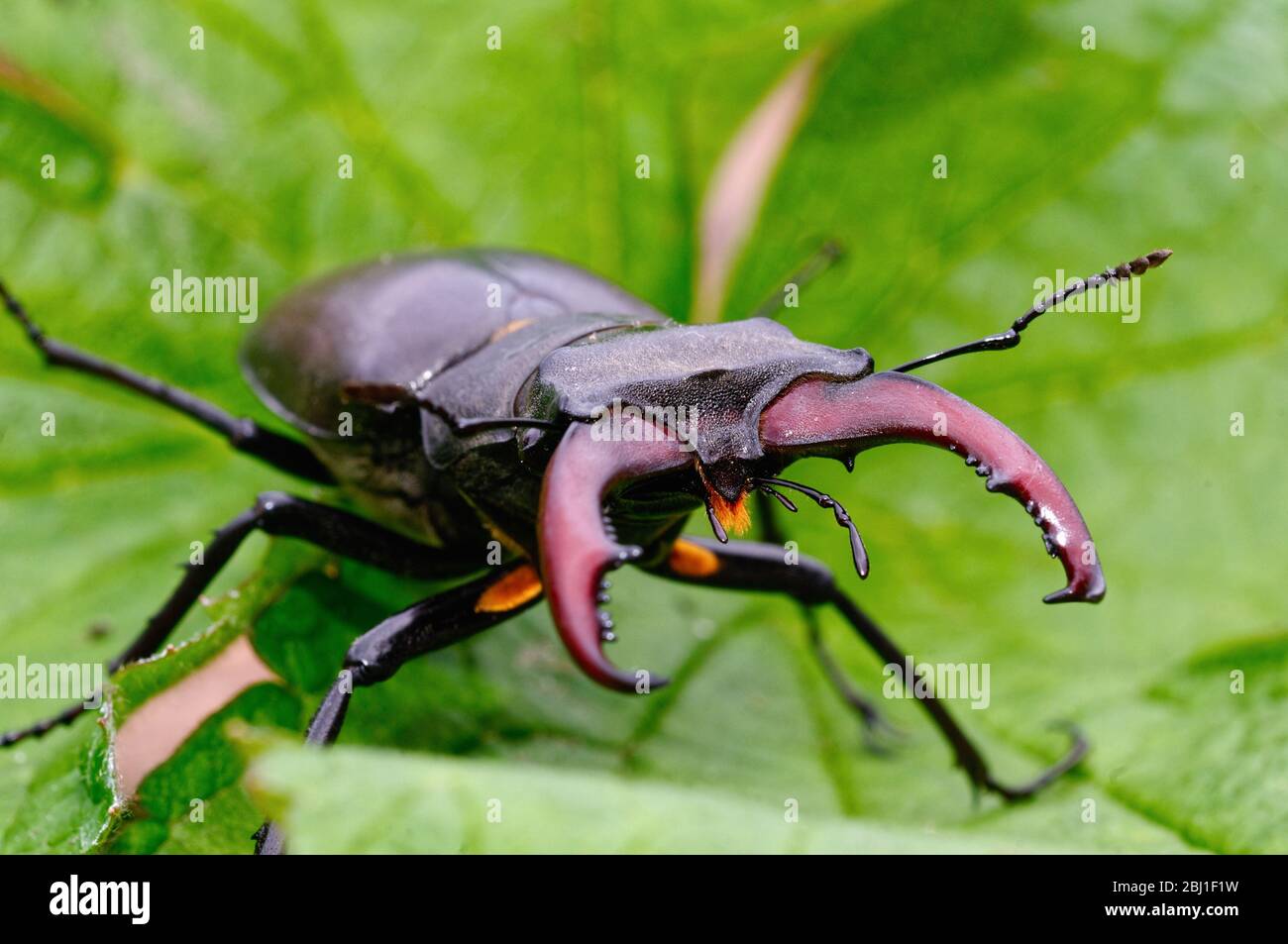 Male stag beetle hi-res stock photography and images - Alamy