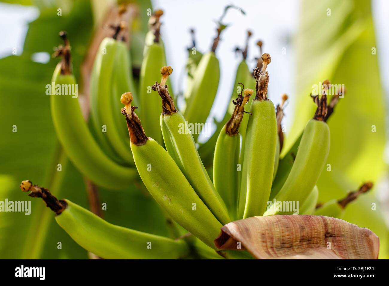 Ripe green banana (plantain or cooking banana) bunch on the tree. Bali