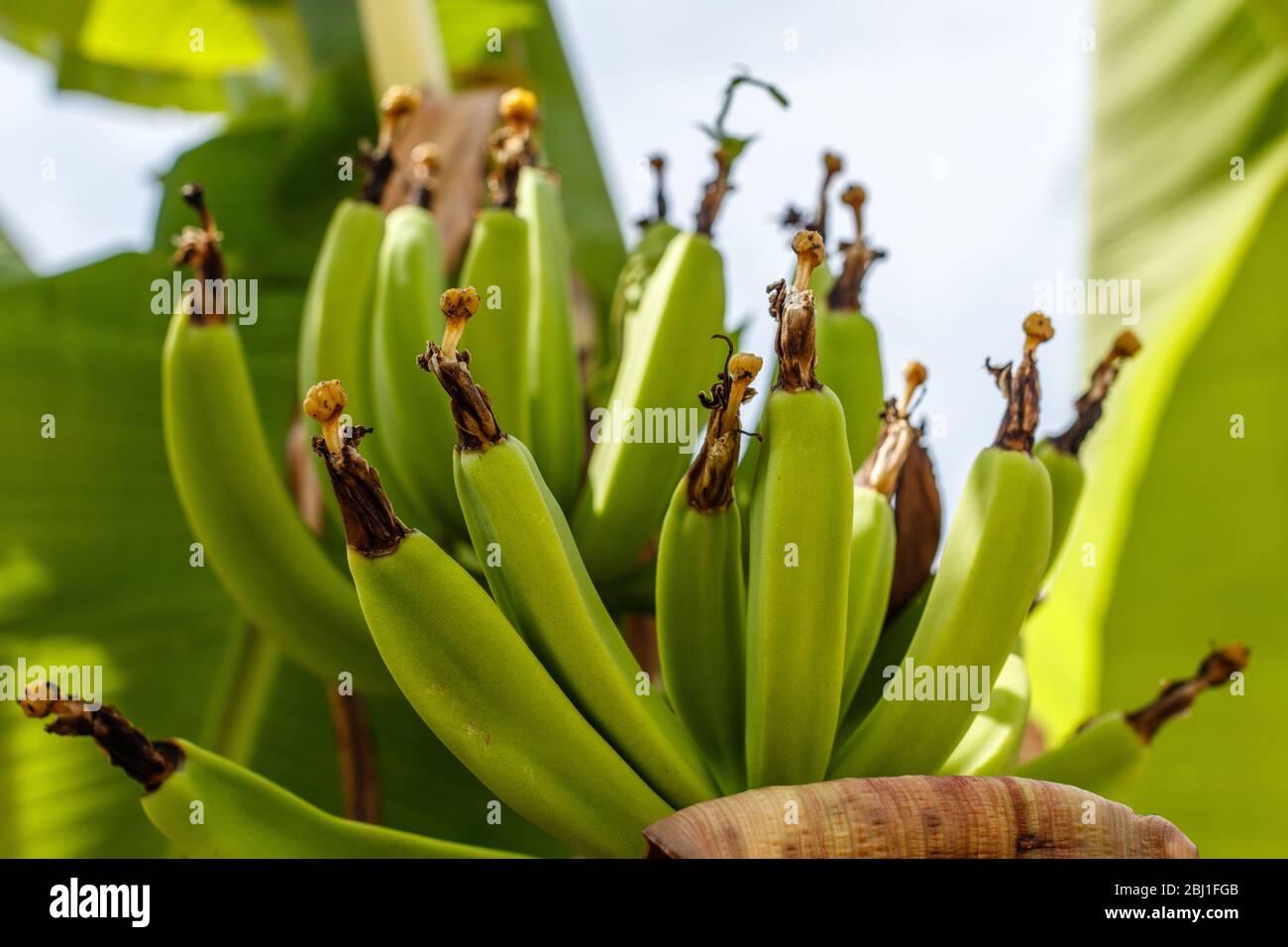 Ripe green banana (plantain or cooking banana) bunch on the tree. Bali