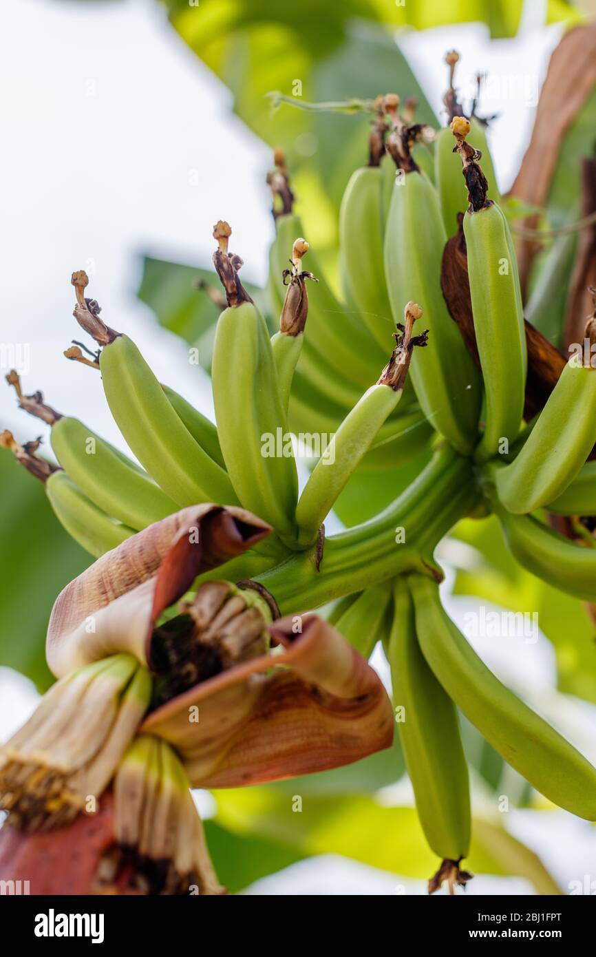 https://c8.alamy.com/comp/2BJ1FPT/ripe-green-banana-bunch-on-the-tree-bali-indonesia-vertical-image-2BJ1FPT.jpg