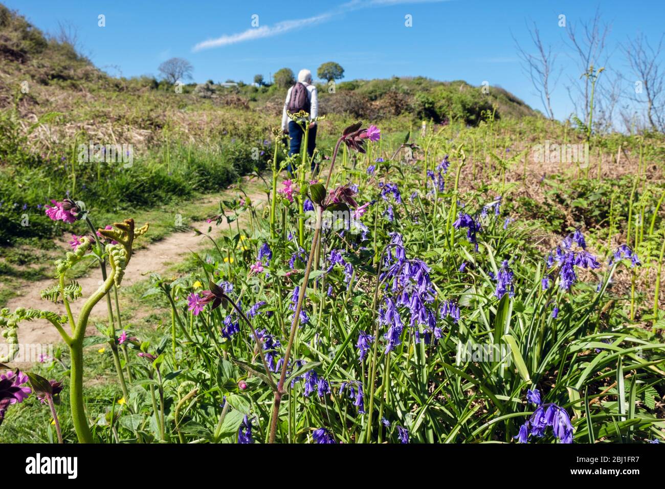Bluebells growing in countryside along Coastal Footpath with a walker walking away in spring. Benllech, Isle of Anglesey, north Wales, UK, Britain Stock Photo