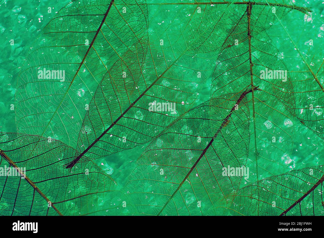 Green skeleton leaves background Stock Photo Alamy