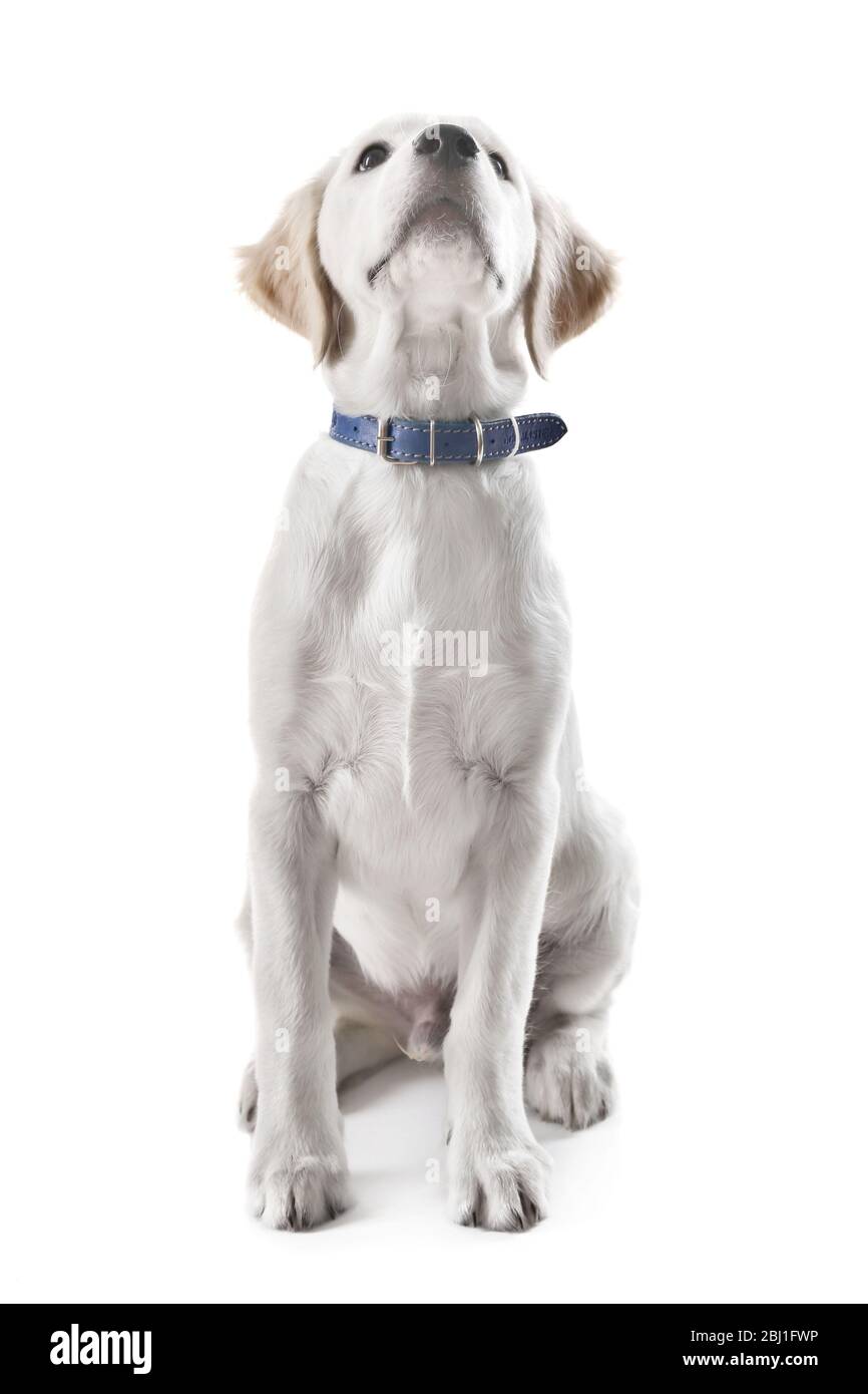 Labrador retriever dog looking up isolated on white Stock Photo - Alamy