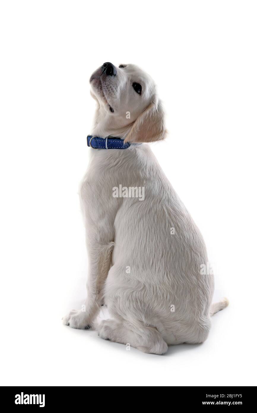 Labrador retriever dog looking up isolated on white Stock Photo - Alamy
